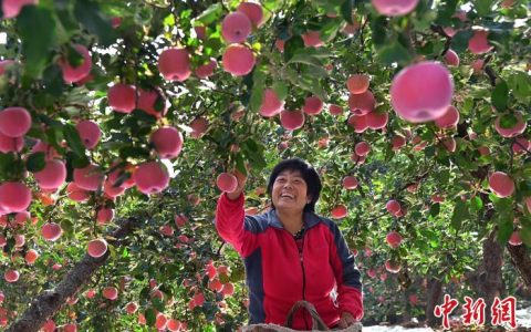 股票配资公司 “中国锶都”淄博沂源深耕林果资源 “沂源红”成民众致富“金果”