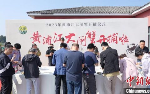 正规的股票配资 黄浦江边规模最大的大闸蟹养殖基地开捕