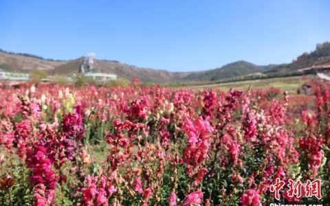 股票配资杠杆 从无人问津到美丽休闲乡村 青海大通高原农村蝶变记