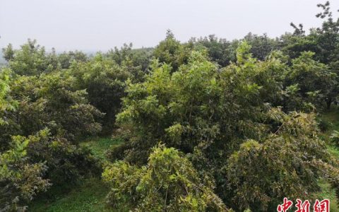 犀牛配资 （乡村行·看振兴）一棵树带动一项产业 江苏泗洪打造“中国碧根果之乡”