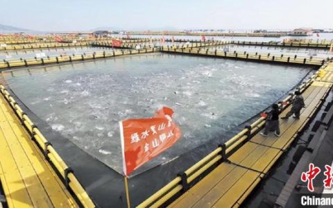 合法配资 福建稳经济观察：宁德大黄鱼全产业链产值超百亿元