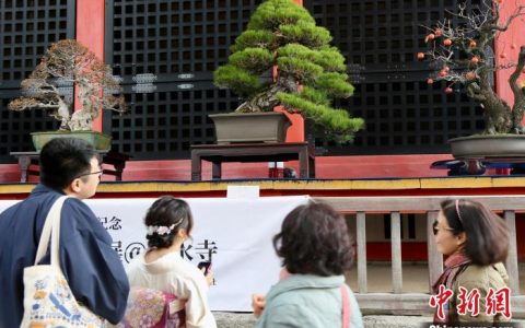 股票配资APP 纪念中日和平友好条约缔结45周年盆栽展览活动在京都清水寺举办
