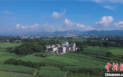 启天配资 广西防城港上思果蔗成撬动农户增收致富的“杠杆”