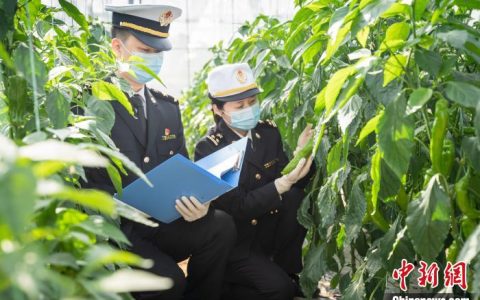 股指配资 南宁海关与深圳海关签署合作备忘录 助力广西贺州蔬菜直通香港