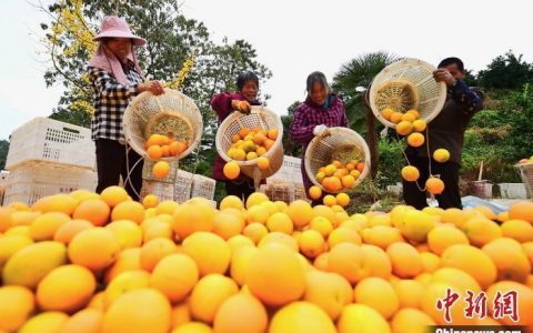 场外配资 江西开展赣南脐橙地理标志商标保护专项行动 整治冒充赣南脐橙等问题