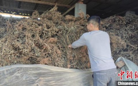 期货配资公司 （乡村行·看振兴）江西进贤：废弃秸秆变饲料 美了环境肥了牛羊