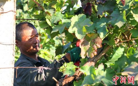 股票配资推荐鑫东财平台 深秋新疆大田葡萄树：“美容”后盖“防寒被”