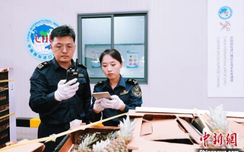好配资 首批进入中国市场的贝宁菠萝入关 将亮相第六届进博会