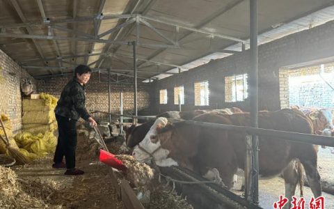 股票配资推荐鑫东财平台 （乡村行·看振兴）内陆小城山西繁峙：巧念养牛经 “犇”向致富路