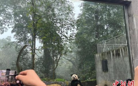 福州股票配资 “你好！中国·安逸四川”大熊猫“香香”日本亲友团探亲之旅活动圆满结束