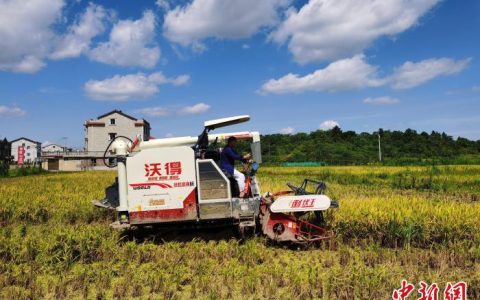 股指配资 （乡村行· 看振兴）湖南零陵55万余亩良田绘就农业好“丰”景