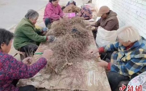犀牛配资 （乡村行·看振兴）山西新绛：“药材经纪人”搭桥 助农户发“药财”